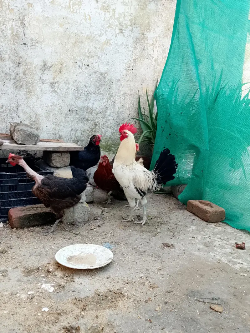 eggs laying hens — photo 4