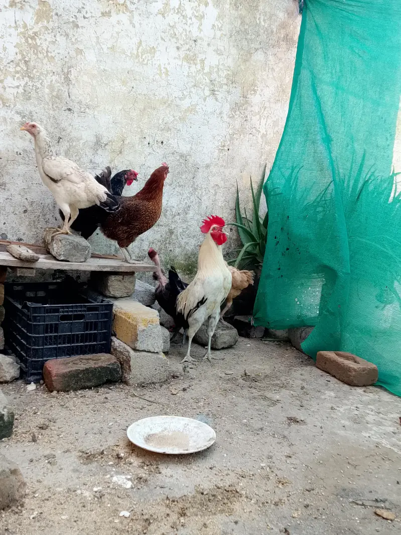 eggs laying hens — photo 5