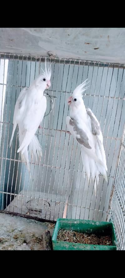 Spotted Male & V. pide female
