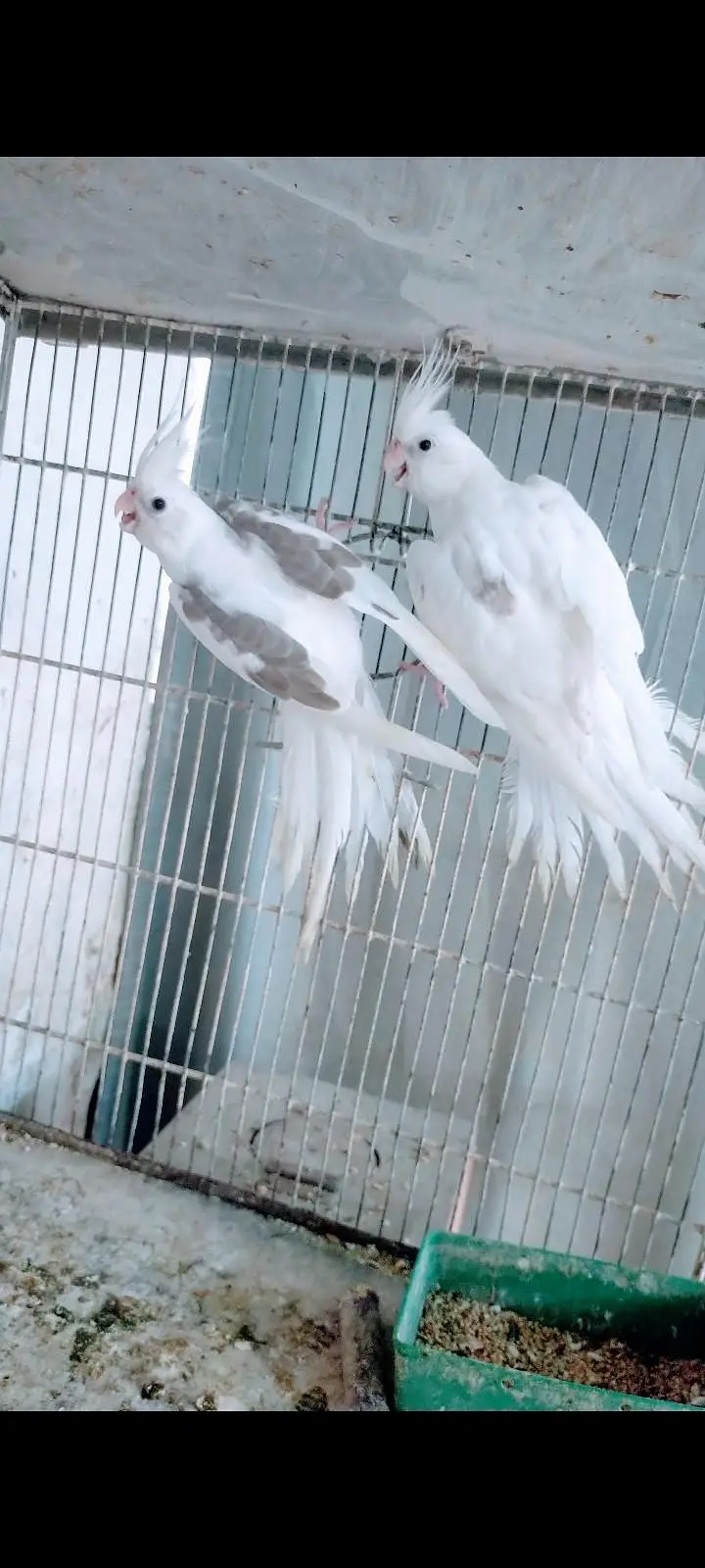 Spotted Male & V. pide female — photo 3