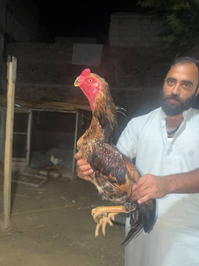 Shamo Aseel healthy and active breeder pair