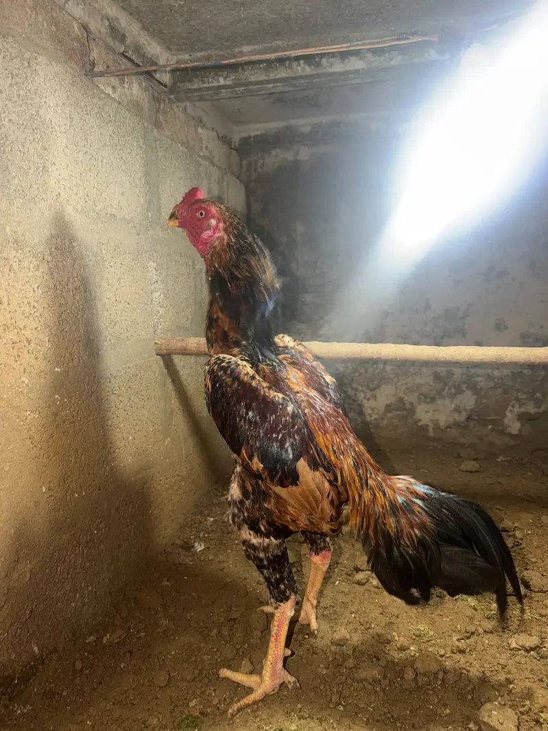 Shamo Aseel healthy and active breeder pair — photo 4