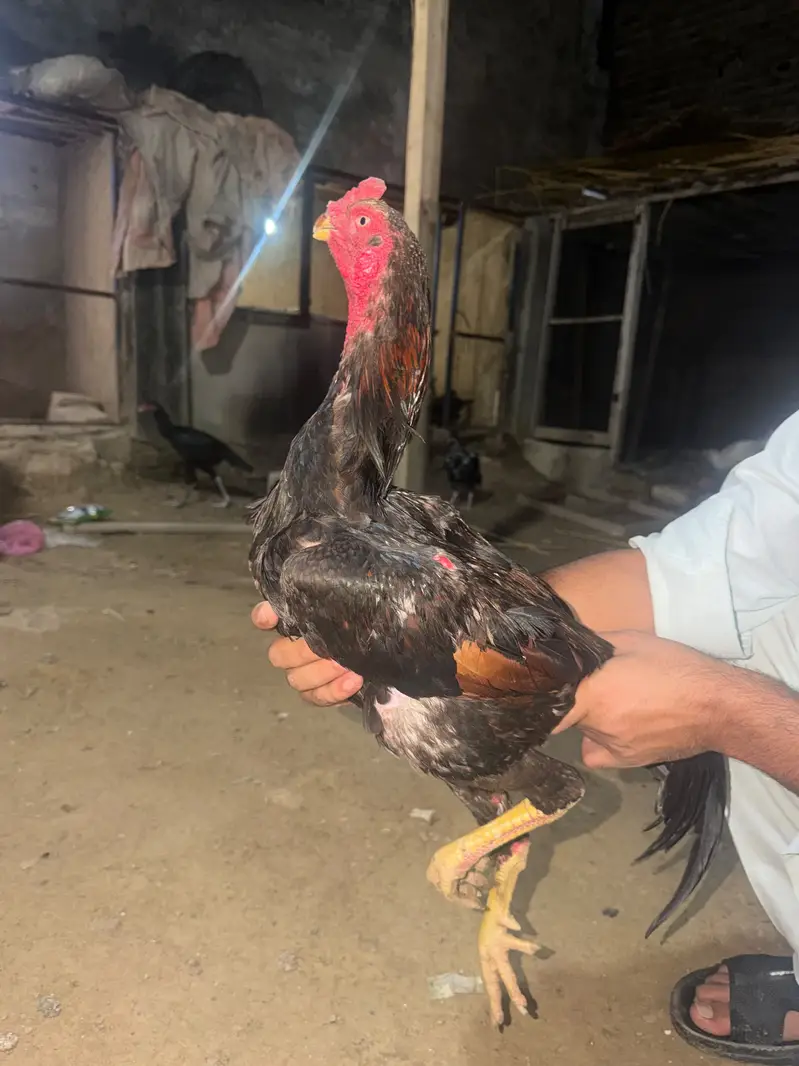 Shamo Aseel healthy and active breeder pair — photo 8