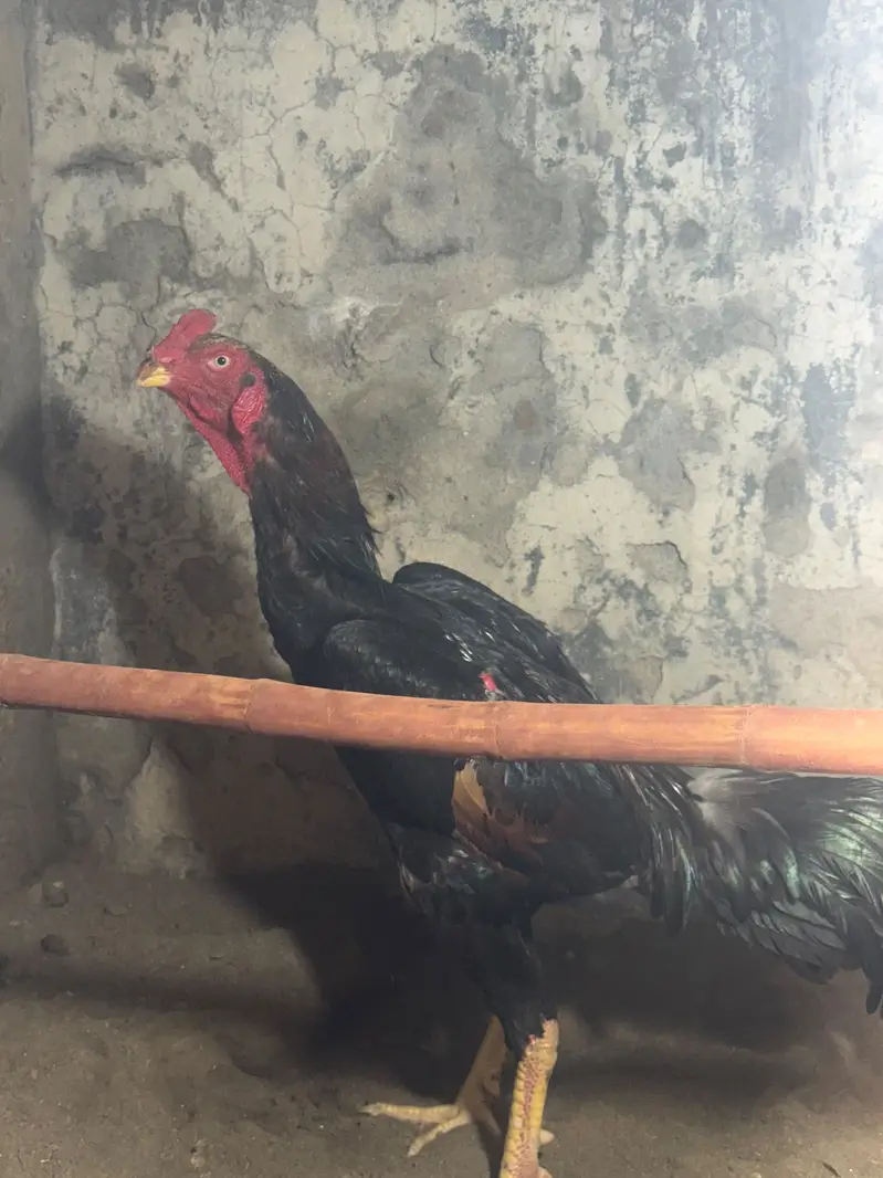 Shamo Aseel healthy and active breeder pair — photo 9