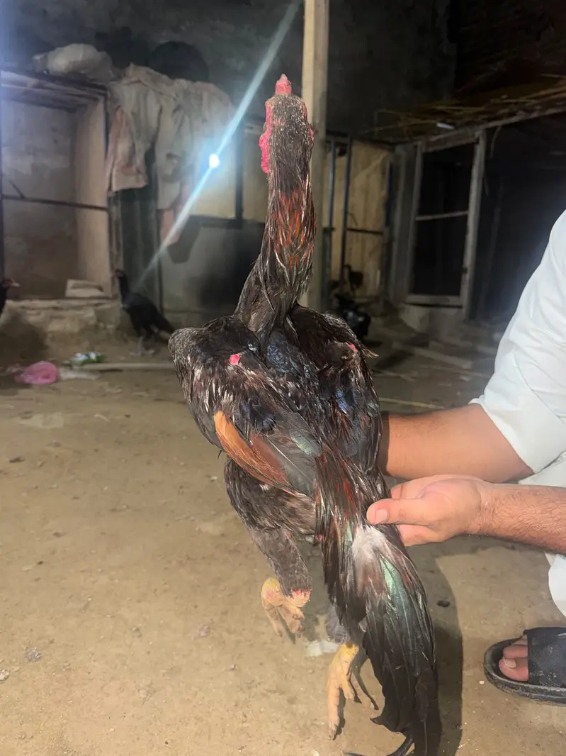 Shamo Aseel healthy and active breeder pair — photo 10