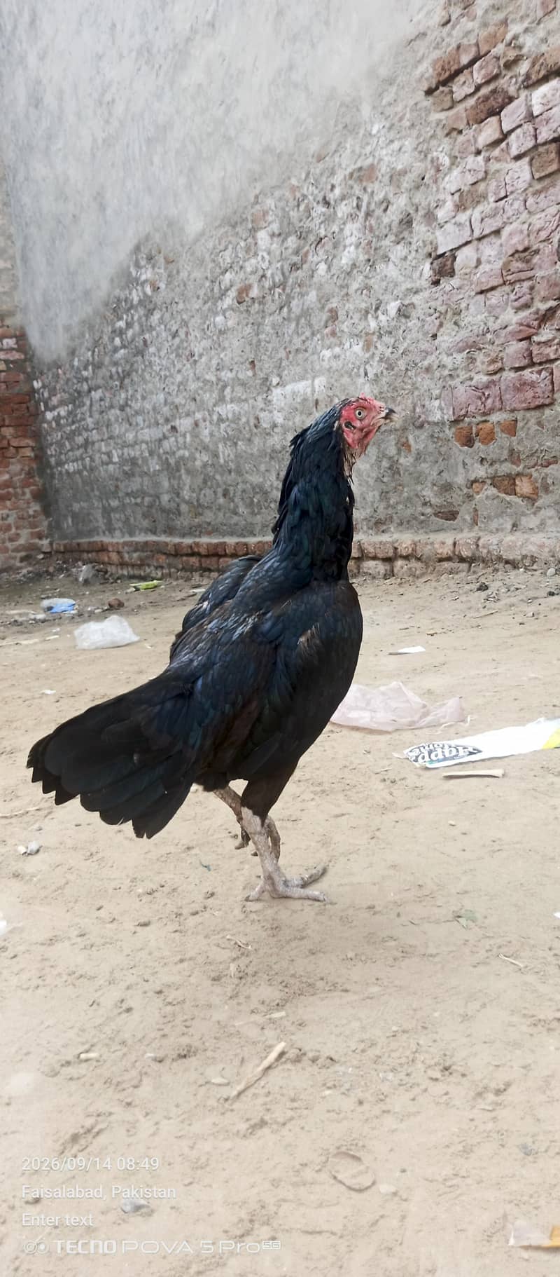 fatenKhan 1