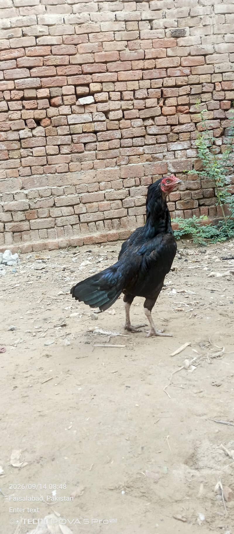 fatenKhan 2