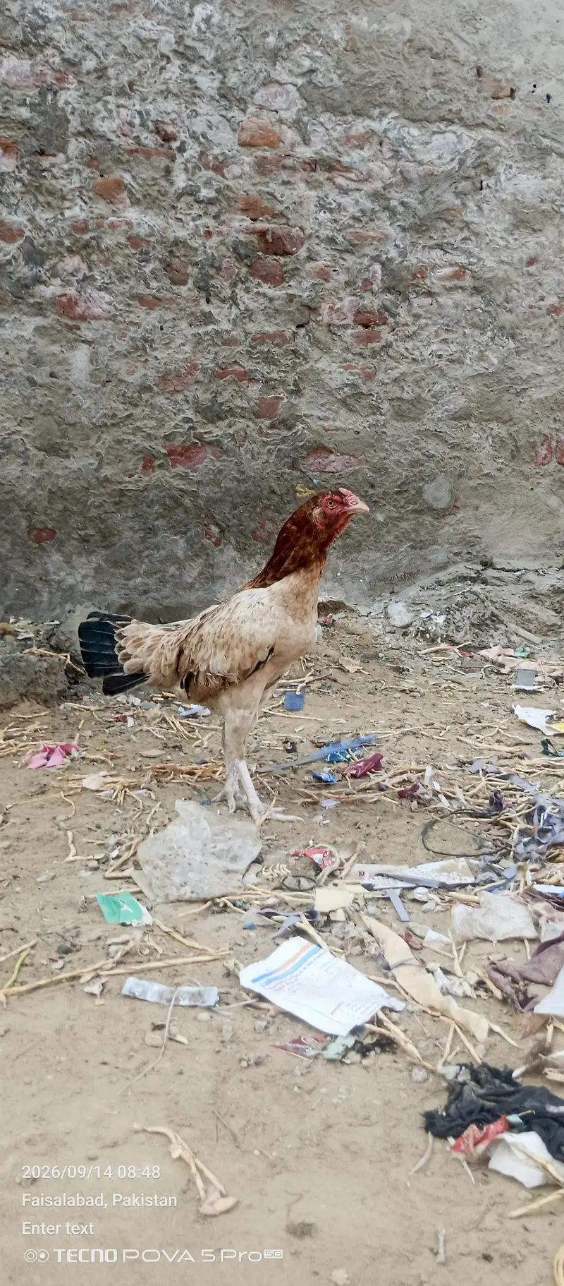 fatenKhan — photo 4
