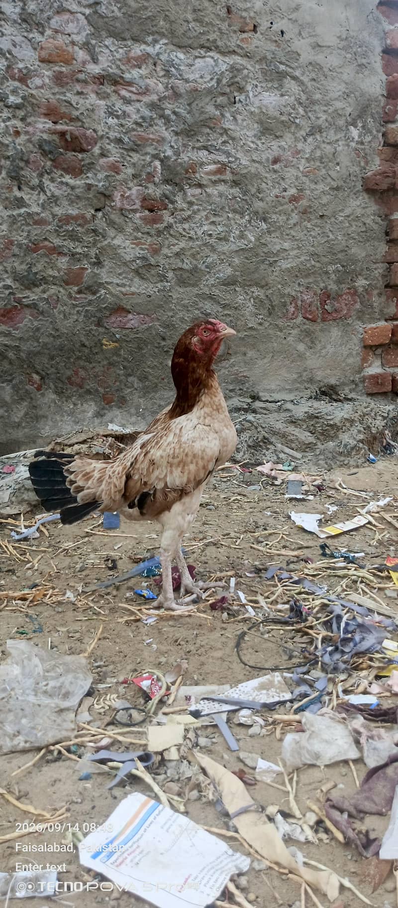 fatenKhan 4
