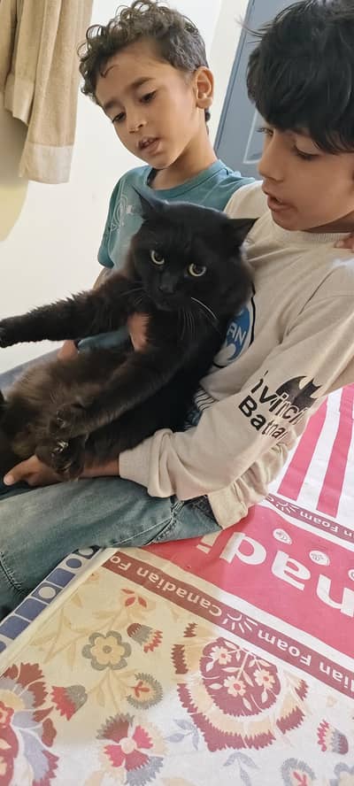 Persian black cat