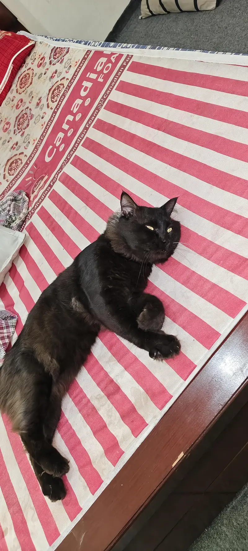 Persian black cat — photo 2