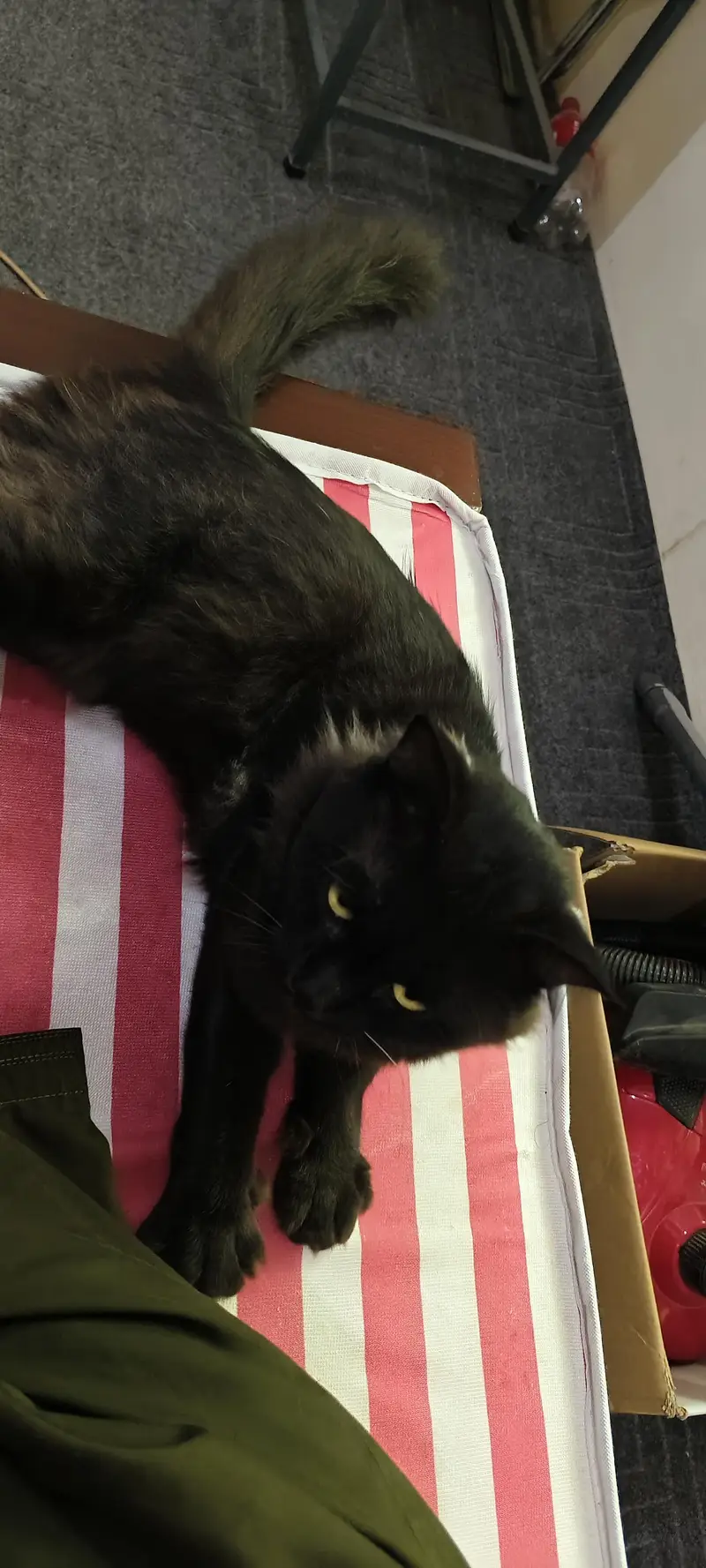 Persian black cat — photo 3