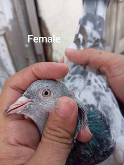 High Flyer Breedr bird