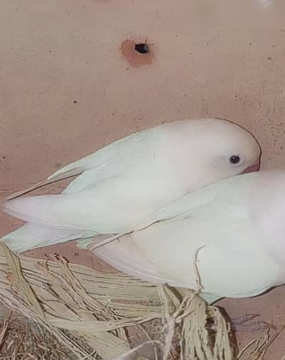 love bird pair
