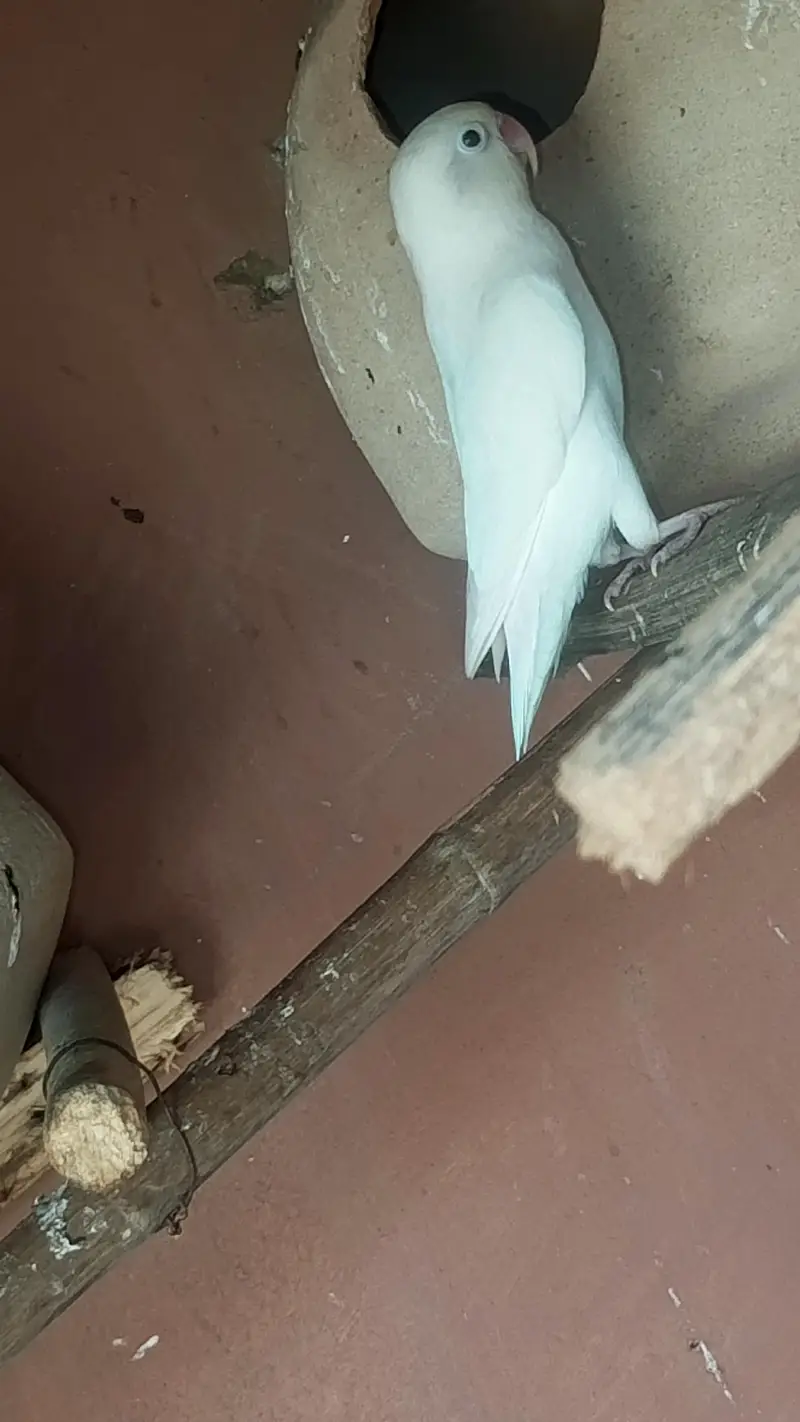 love bird pair — photo 2