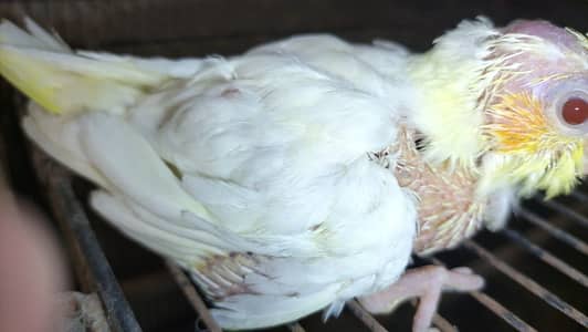 Cocktail chicks / baby cocktails