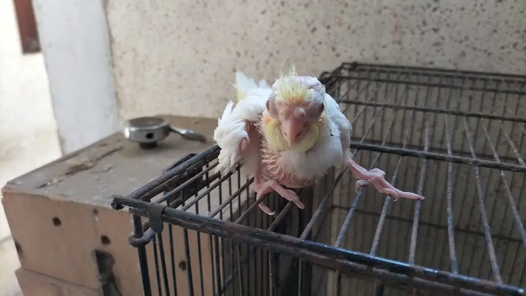 Cocktail chicks / baby cocktails — photo 2