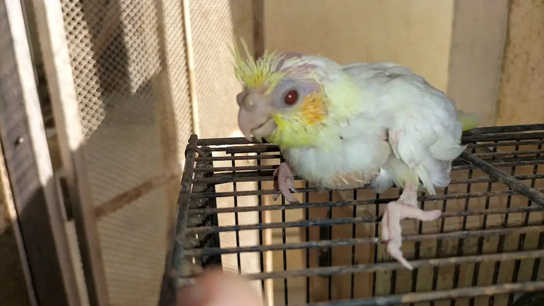 Cocktail chicks / baby cocktails — photo 3