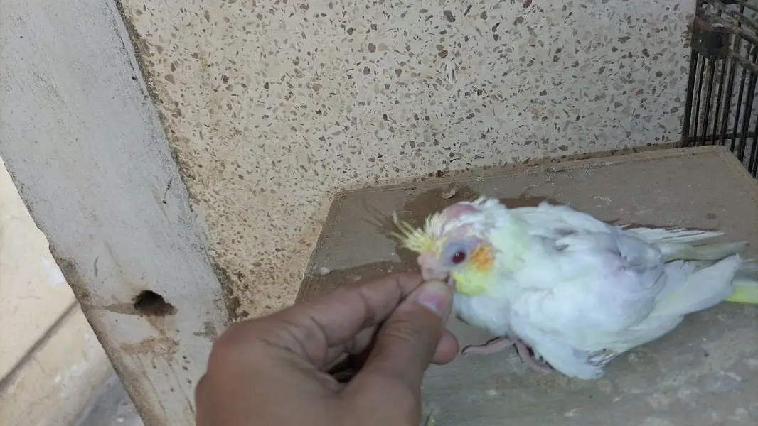 Cocktail chicks / baby cocktails — photo 4