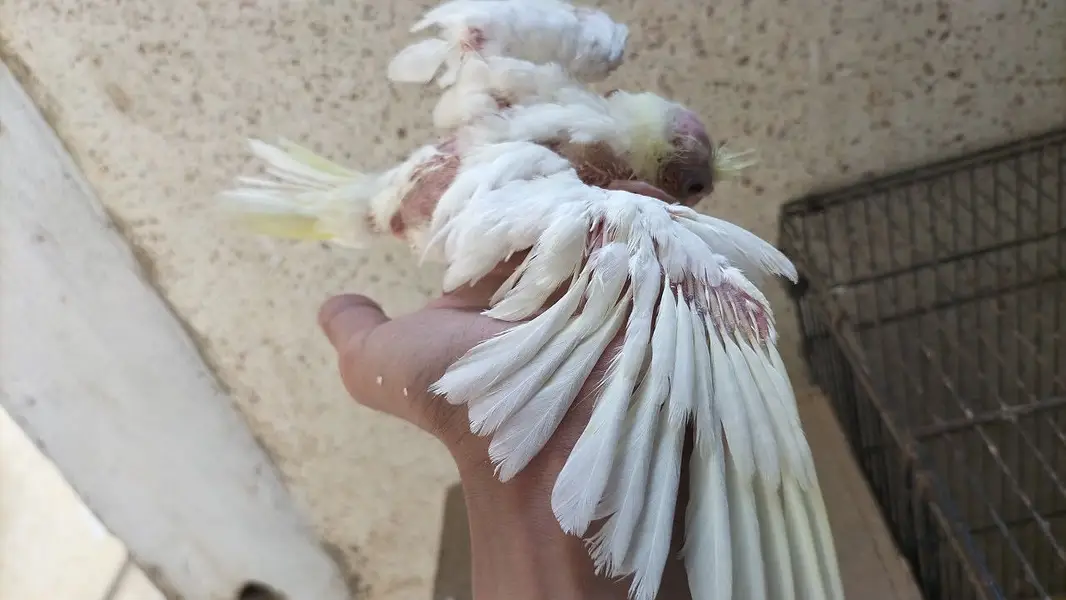Cocktail chicks / baby cocktails — photo 5