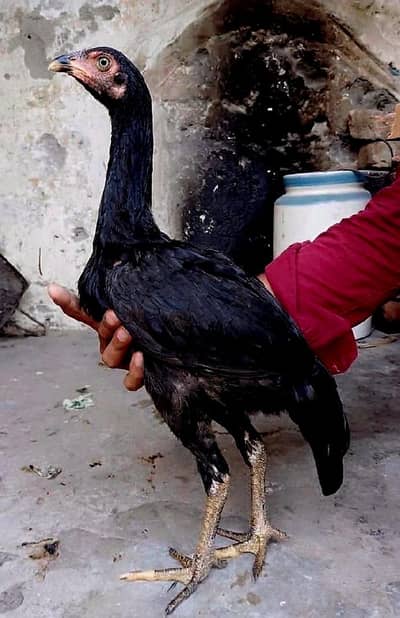mushki pathi