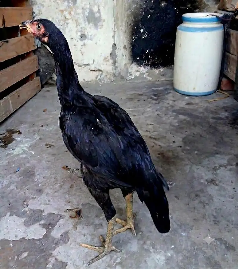 mushki pathi — photo 2