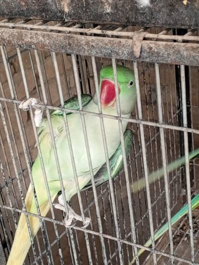2.5 years raw male parrot for sale