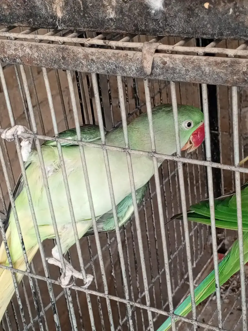 2.5 years raw male parrot for sale — photo 2