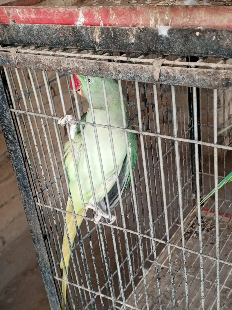 2.5 years raw male parrot for sale — photo 3