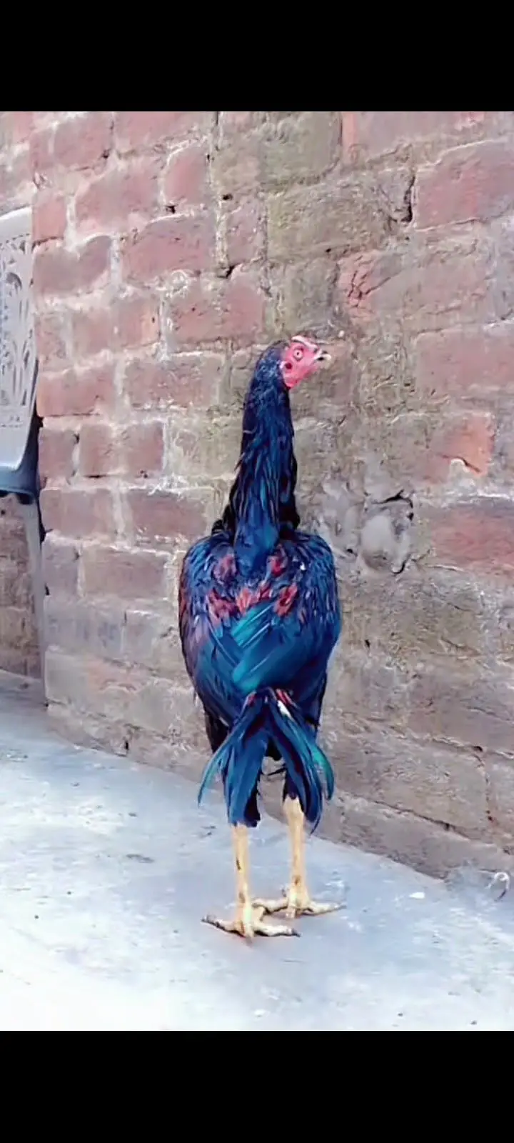 Aseel mianwali mushkil Chros ma phatha pathi available — photo 5