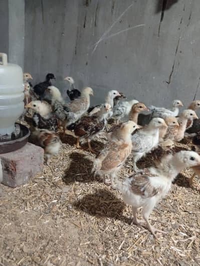 200 golden misri chicks available in low price fully(vaccinated)