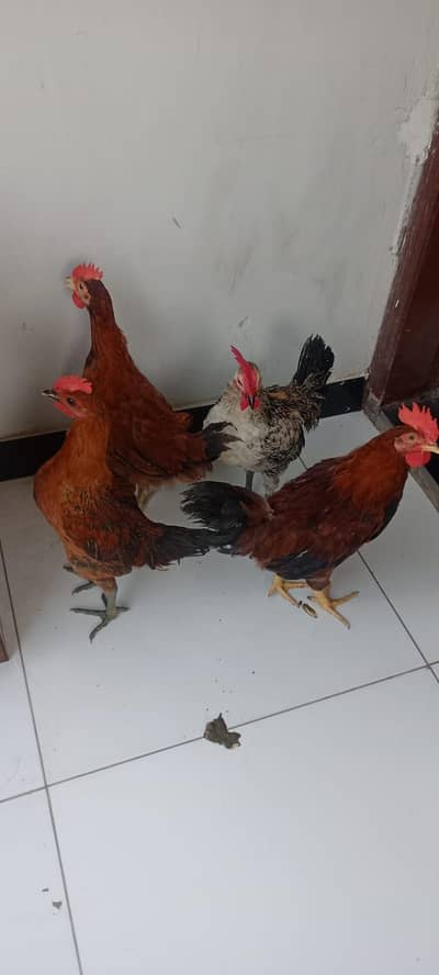 Hen jori for sale 2 pair