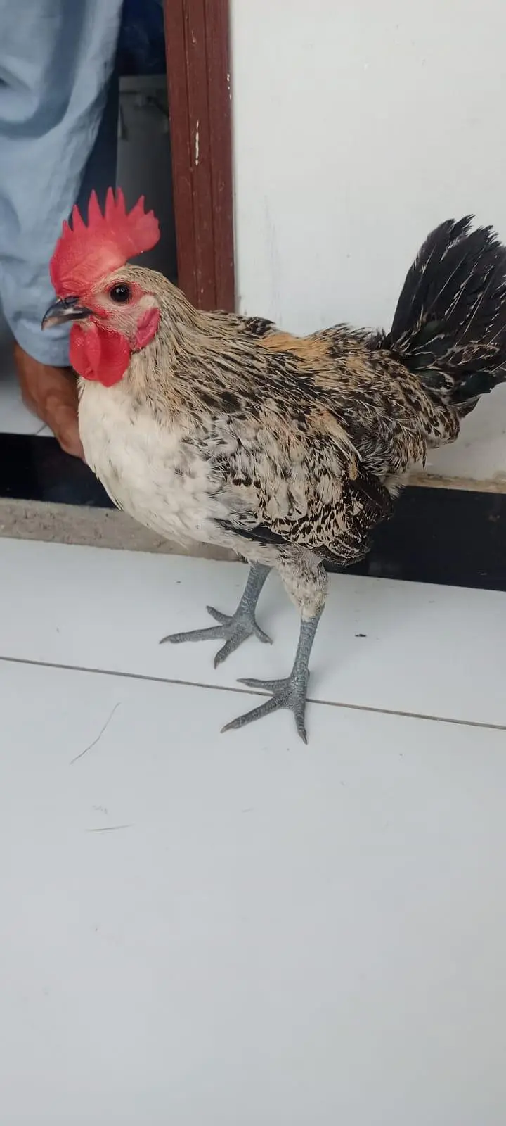 Hen jori for sale 2 pair — photo 2