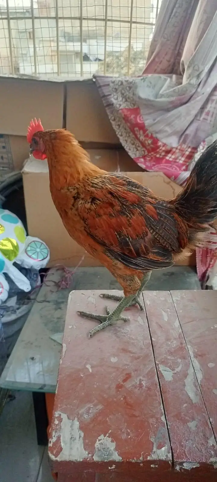 Hen jori for sale 2 pair — photo 3