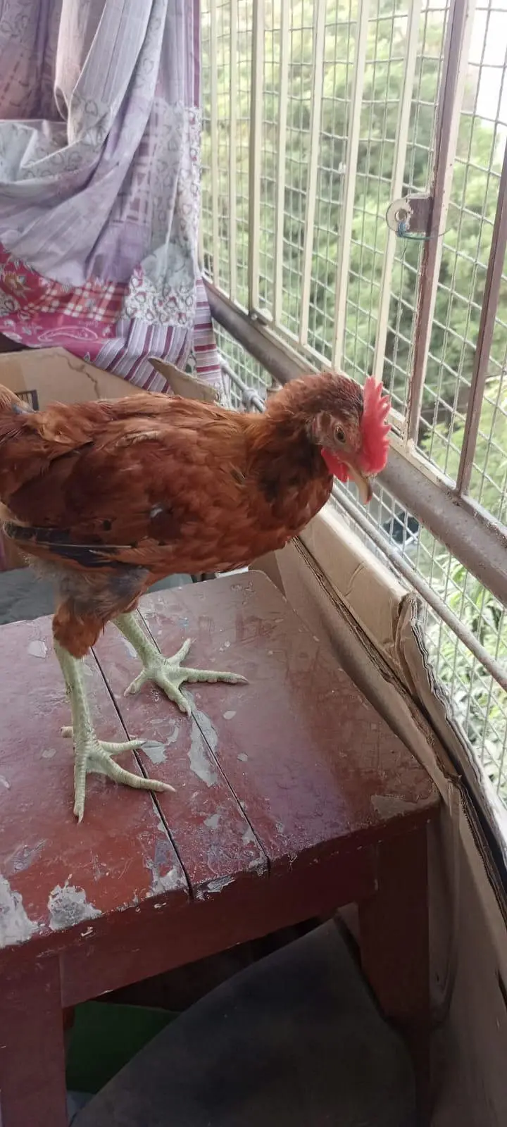 Hen jori for sale 2 pair — photo 4