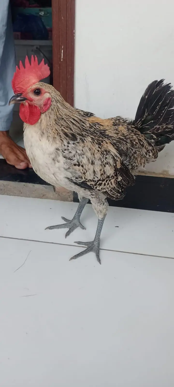 Hen jori for sale 2 pair — photo 5