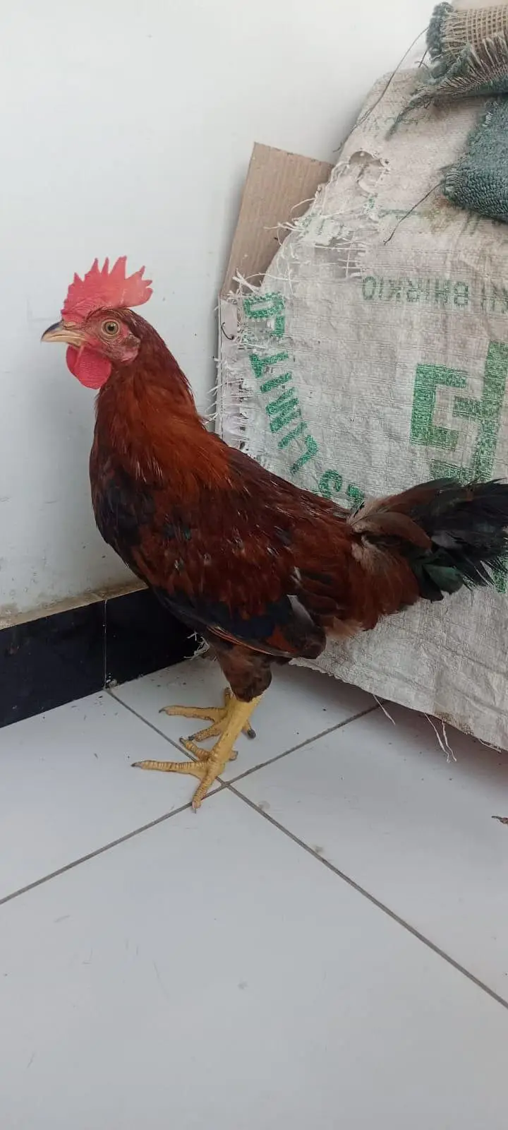 Hen jori for sale 2 pair — photo 6
