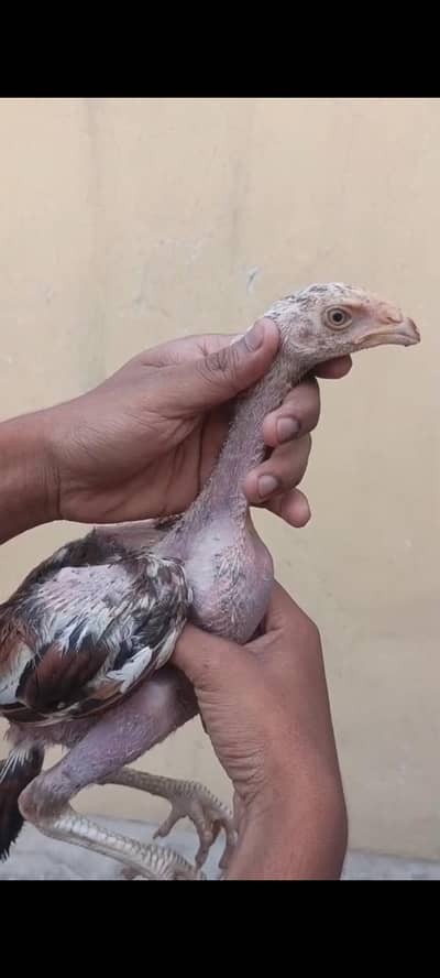 parrot beak long tail urgent sale