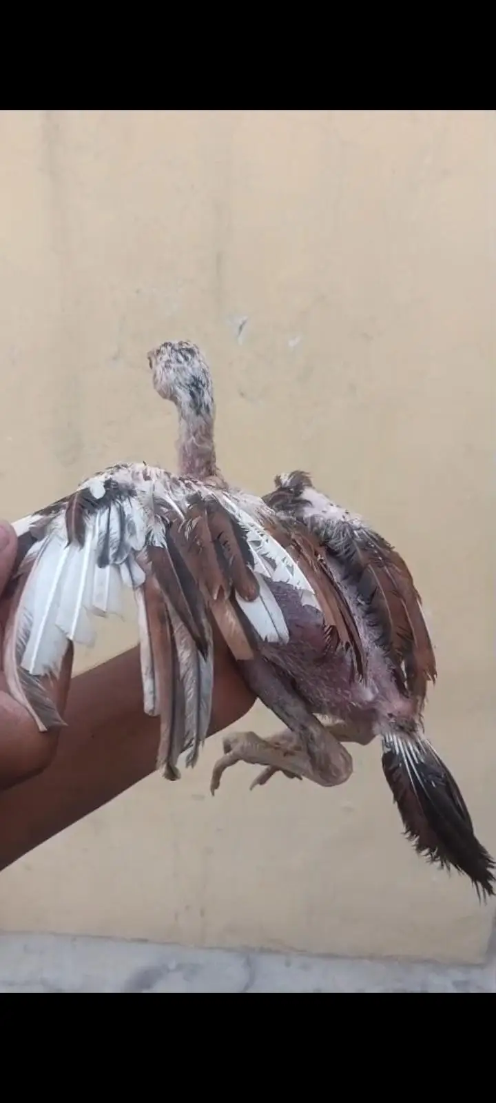 parrot beak long tail urgent sale — photo 3