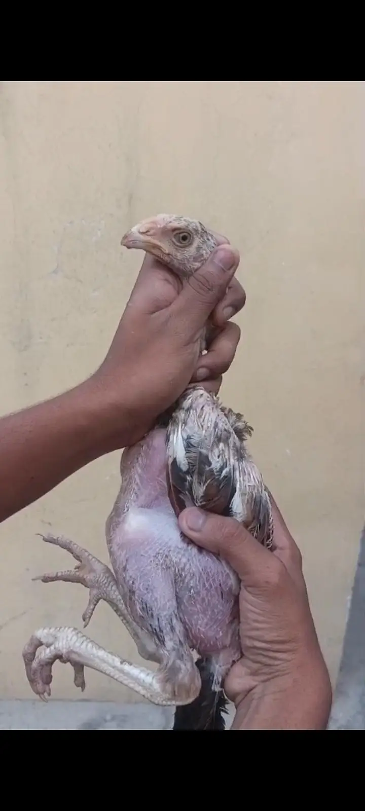 parrot beak long tail urgent sale — photo 4