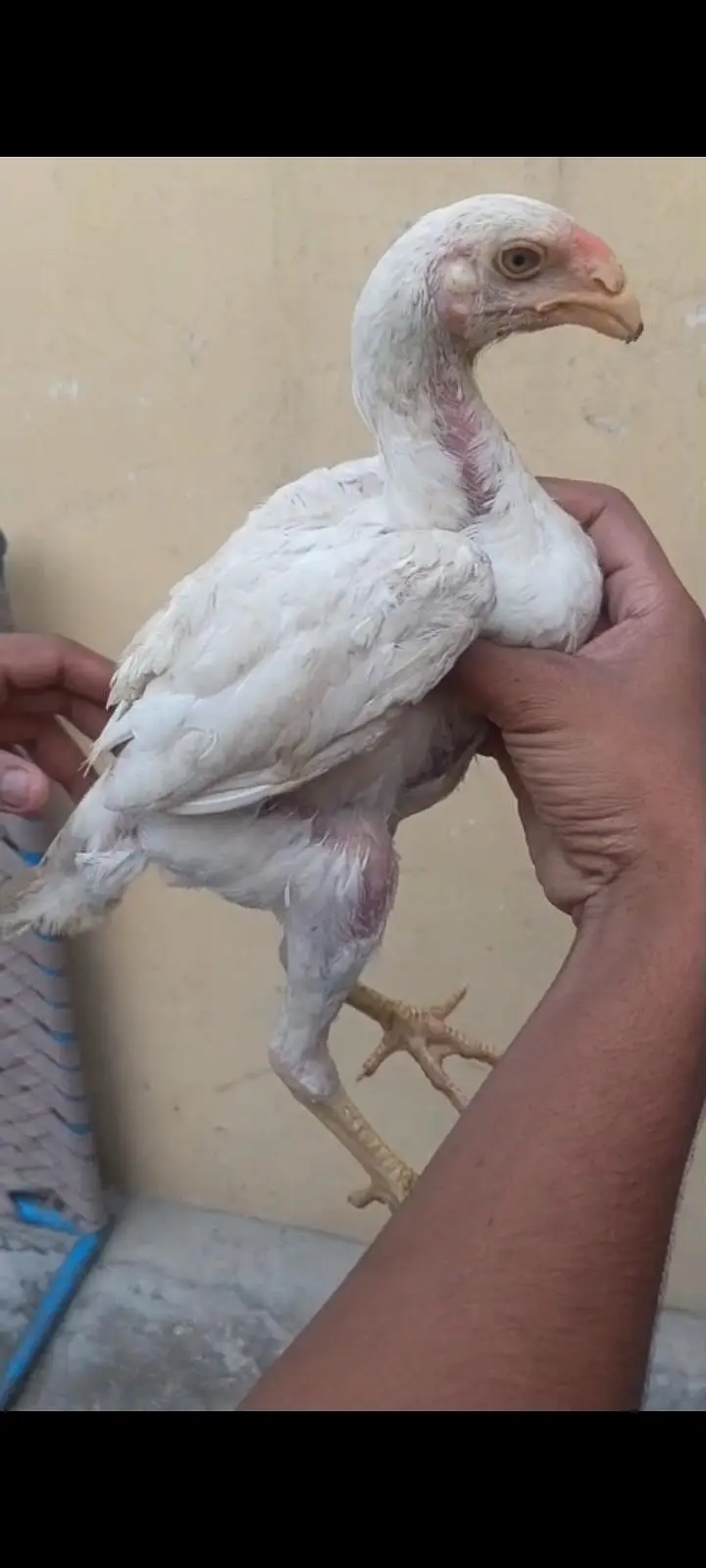 parrot beak long tail urgent sale — photo 5
