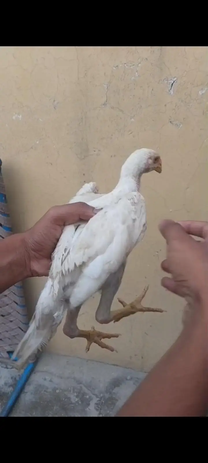 parrot beak long tail urgent sale — photo 6