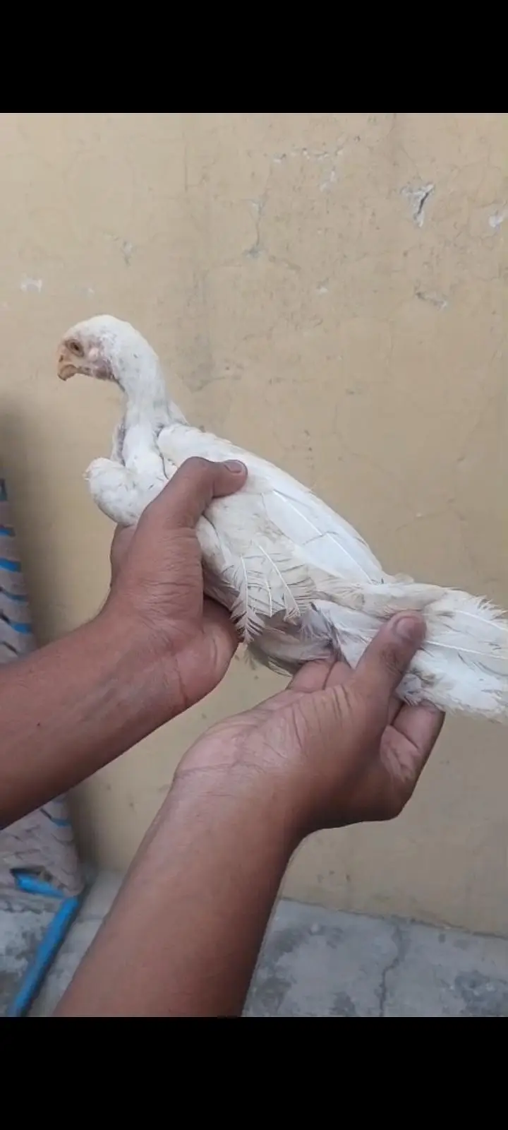 parrot beak long tail urgent sale — photo 7