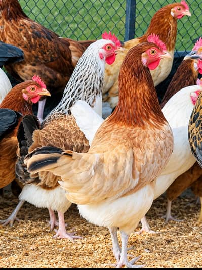 Golden Misri/Desi Hens/Eggs laying  Desi Hens |  Golden Misri Pathi