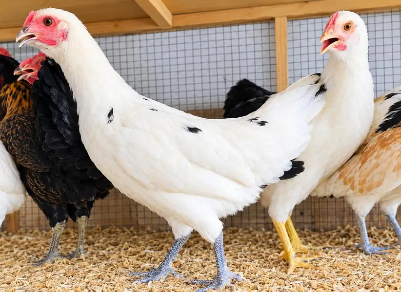 Golden Misri/Desi Hens/Eggs laying  Desi Hens |  Golden Misri Pathi — photo 4