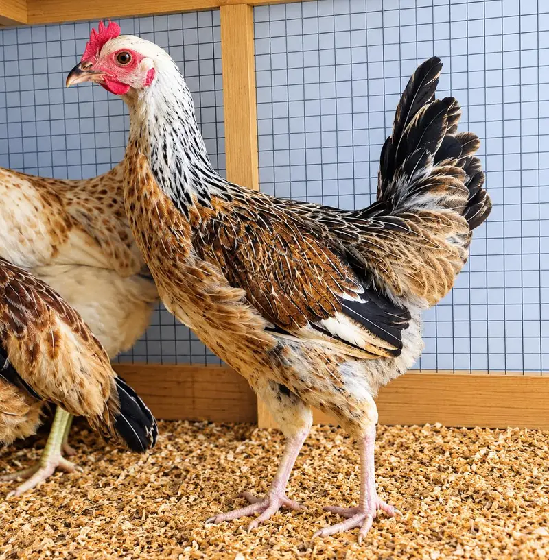 Golden Misri/Desi Hens/Eggs laying  Desi Hens |  Golden Misri Pathi — photo 7