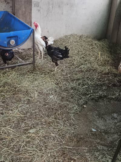 aseel murgi or murga for sale