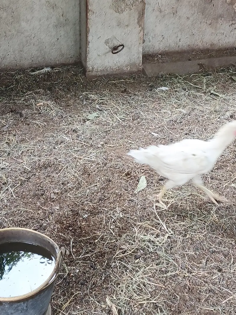 aseel murgi or murga for sale — photo 3