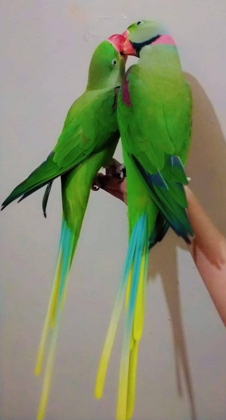 raw parrot 0