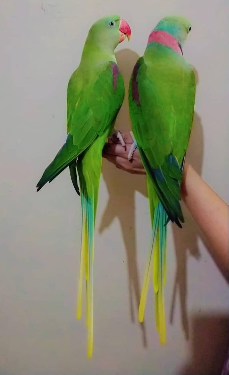 raw parrot 1